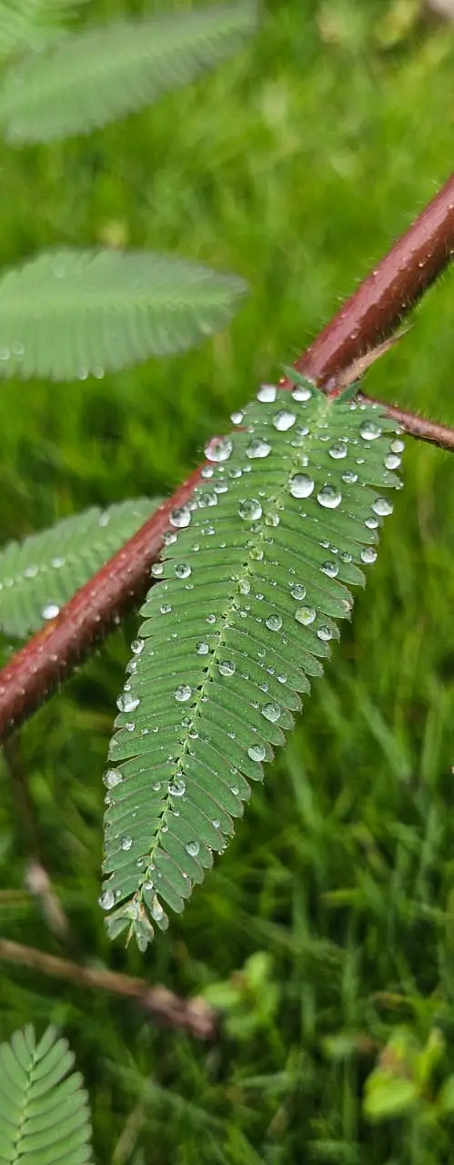 Best Monsoon Picnic Near Pune 2